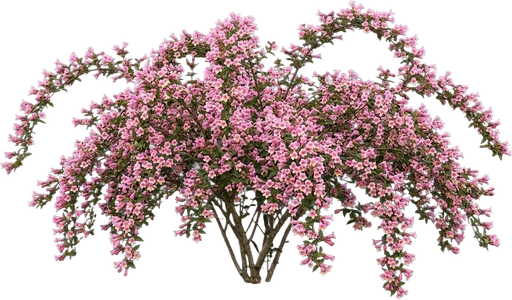 Beautybush
