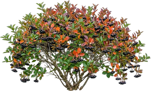 Black Chokeberry