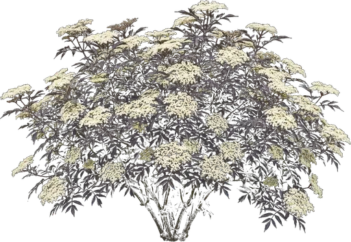 Black Elderberry