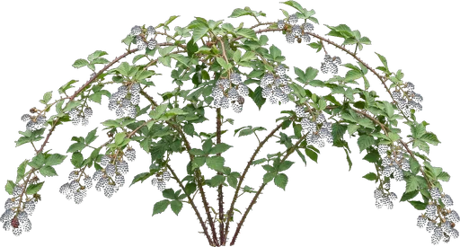 Blackberry