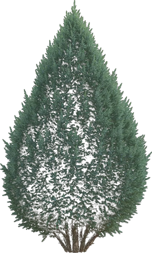 Blue Point Juniper