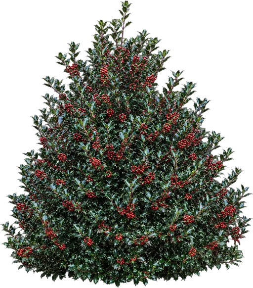 Blue Princess Holly (Blue Holly)