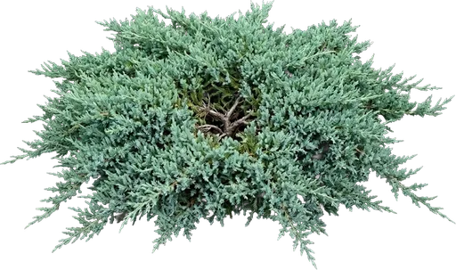 Blue Rug Juniper