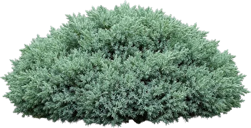 Blue Star Juniper