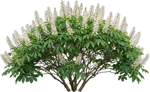Bottlebrush Buckeye