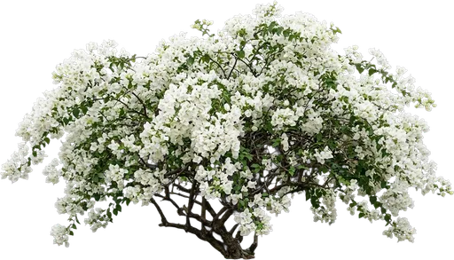 White Bougainvillea