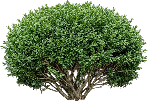 Common Boxwood