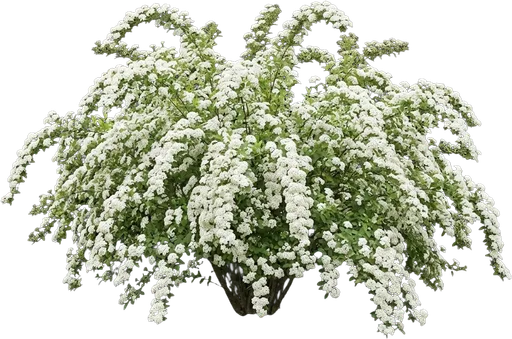 Bridal Wreath Spirea