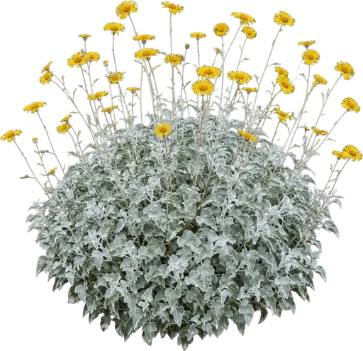 Brittlebush