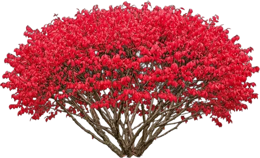 Burning Bush