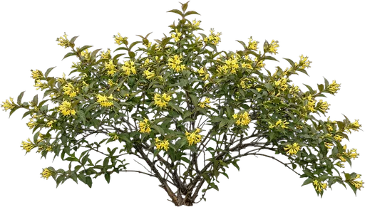 Bush Honeysuckle