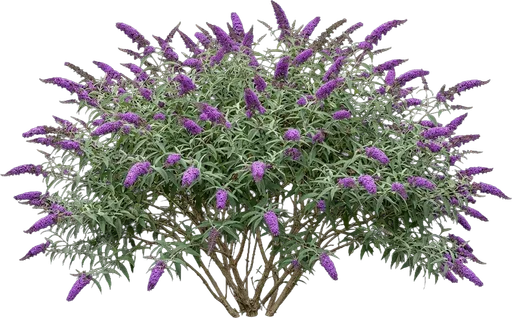 Butterfly Bush