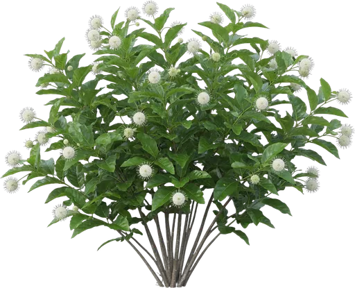 Buttonbush
