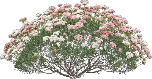 California Buckwheat