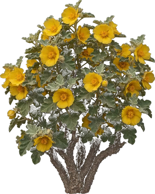 California Flannel Bush