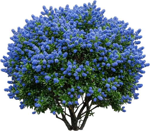 California Lilac