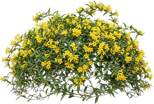 Carolina Jessamine