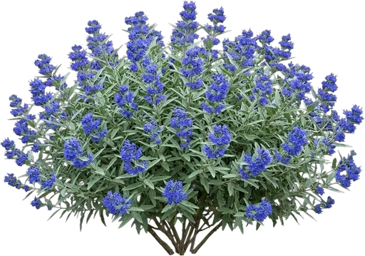 Caryopteris (Bluebeard)