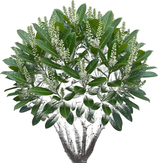 Cherry Laurel (English Laurel)