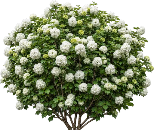Chinese Snowball Viburnum