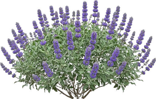 Cleveland Sage