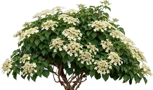 Climbing Hydrangea