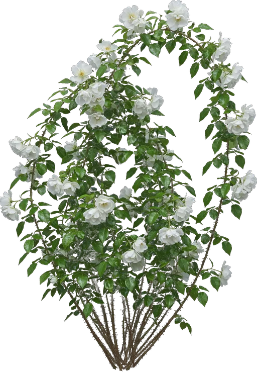 Climbing Iceberg Rose