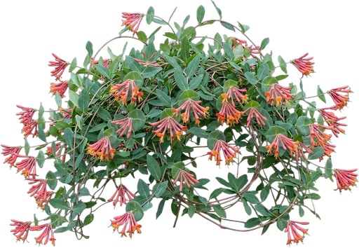 Coral Honeysuckle