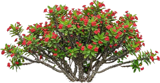 Crown of Thorns