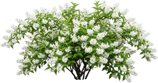 Deutzia