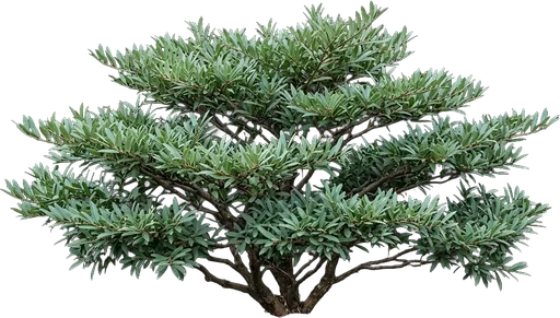Distylium