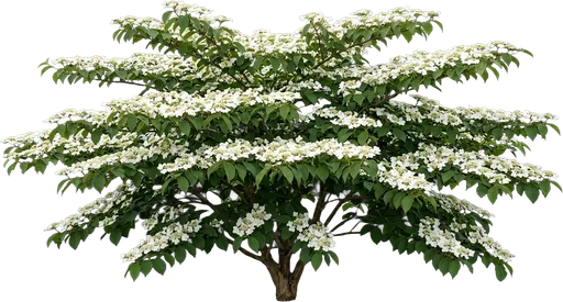 Doublefile Viburnum