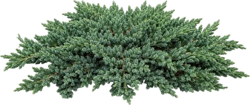 Dwarf Japanese Garden Juniper
