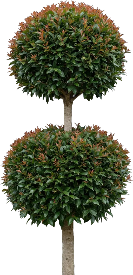 Eugenia Topiary