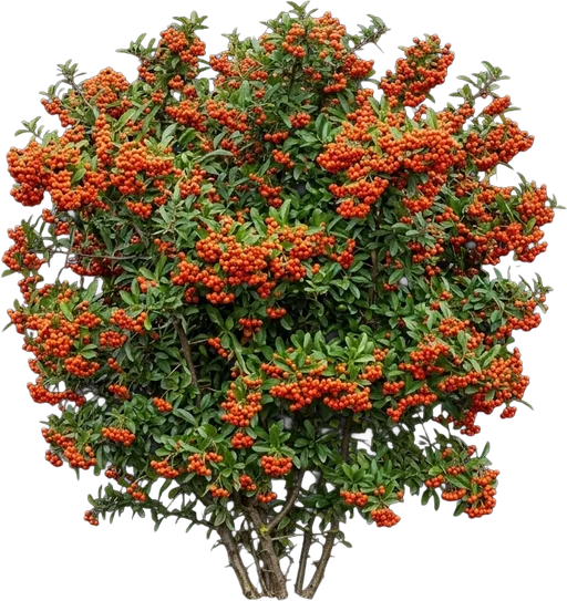 Firethorn