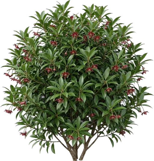 Florida Anise