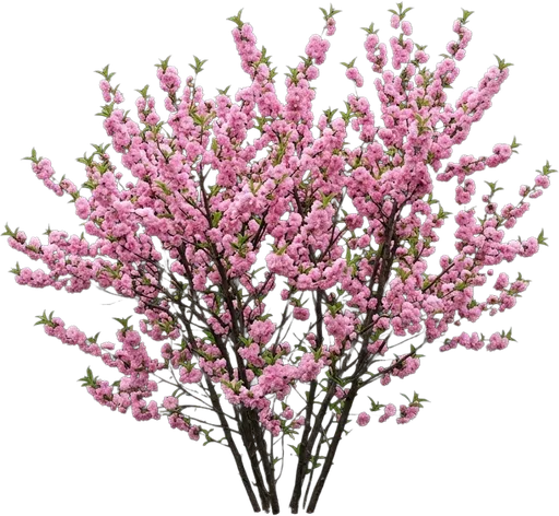 Flowering Almond