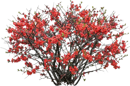 Flowering Quince