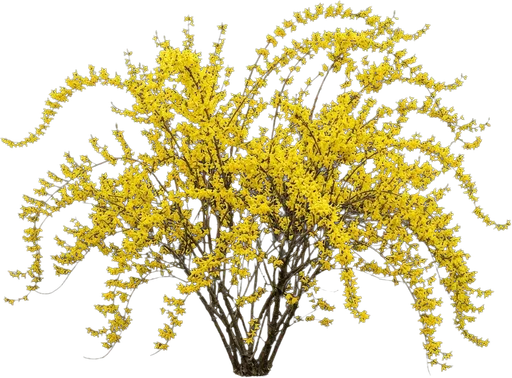 Forsythia