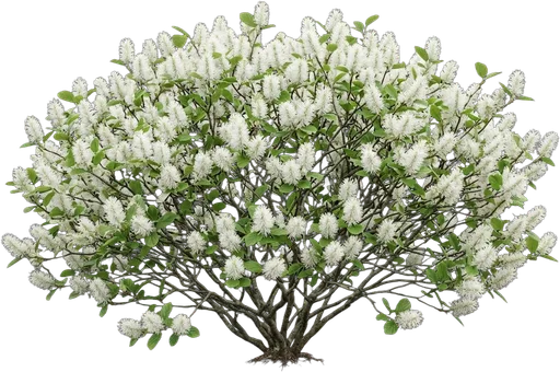 Fothergilla