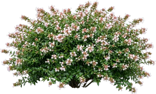 Glossy Abelia