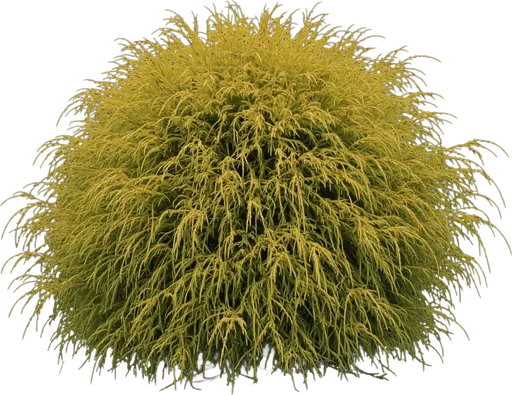 Gold Mop False Cypress