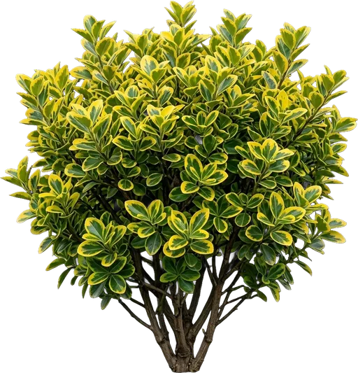 Golden Euonymus