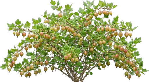 Gooseberry