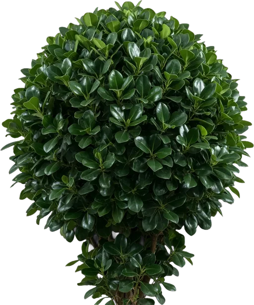 Green Island Ficus