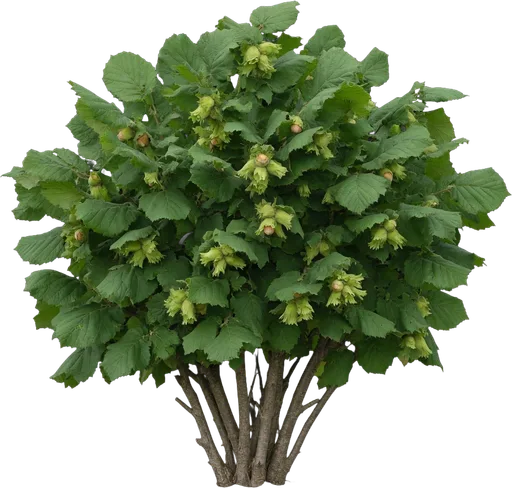 Hazelnut