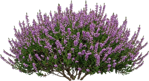 Scotch Heather