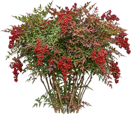 Heavenly Bamboo
