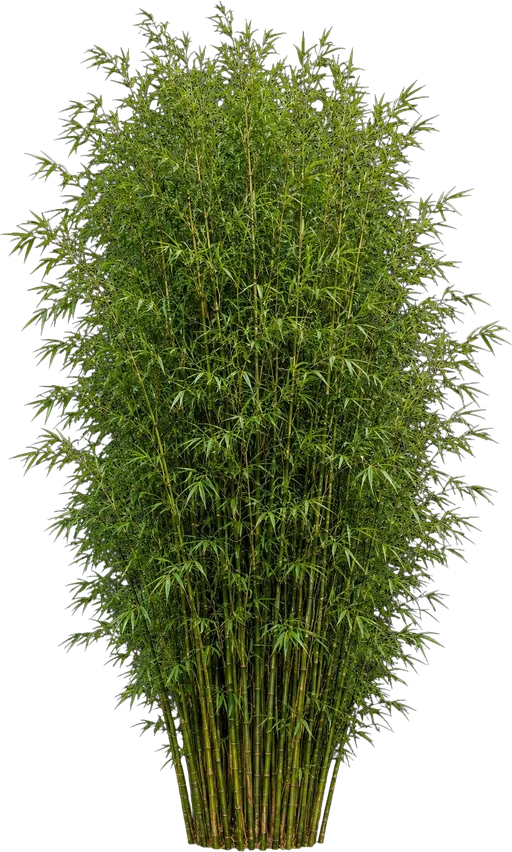 Hedge Bamboo