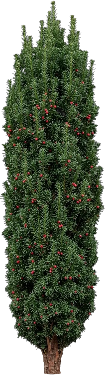 Hicks Yew